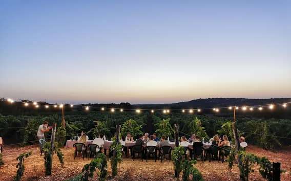 Apúlia: Prova de vinhos guiada com aperitivos locais