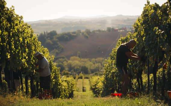 Rímini: tour por bodega con cata de vino y aperitivos locales