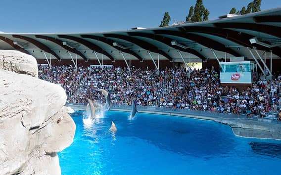Entrada al parque Oltremare: delfines y aves rapaces