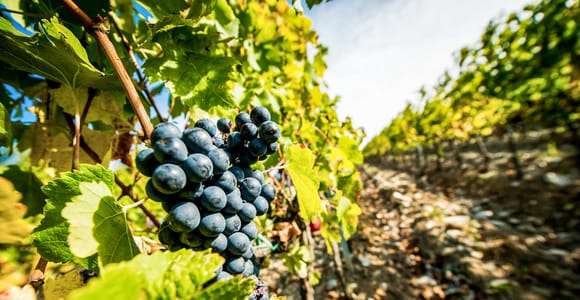 Från Florens: Toscana Wine & Food Tour med guide