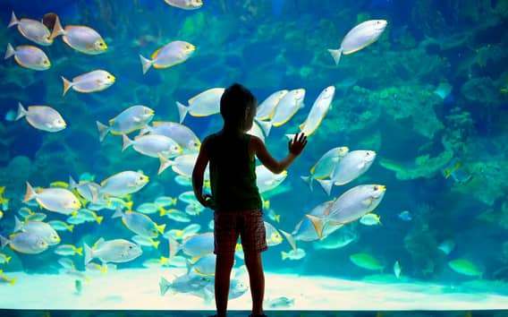Ticket para el Museo Oceanográfico de Mónaco