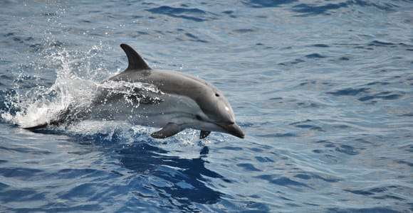 Gênes : Croisière observation des baleines du Sanctuaire Pelagos