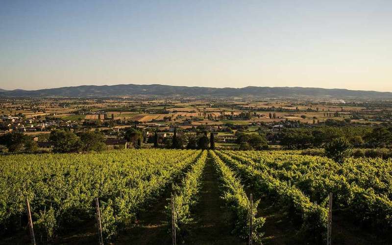 Prohlídka bio vinařství v Assisi na svazích Subasia