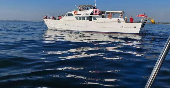 UMAG : Swimming&Panorama / Boisson de bienvenue et observation des dauphins