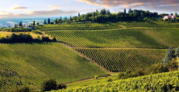 Depuis Pise ou Lucques : dégustation d'une demi-journée de vins du Chianti en Toscane