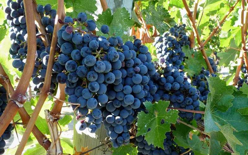 Cataniából: Etna féléves kirándulás borkóstolóval