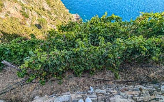Riomaggiore: Prohlídka vinic a vinného sklepa s ochutnávkou vín
