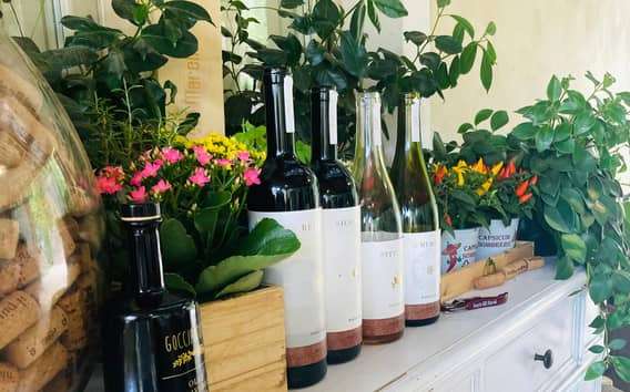 Lucca - Cata de vinos naturales en Tenuta Mareli