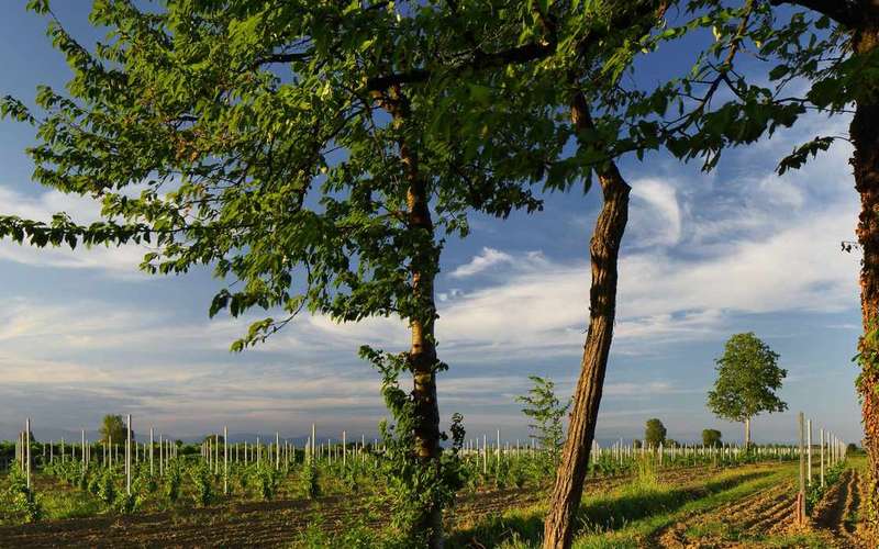 Pramaggiore: Ornella Bellia Winery Guided Tour & Tasting
