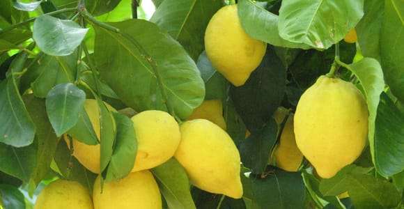 Sorrento: Citroen-, olijfolie- en wijnproeverij met lunch