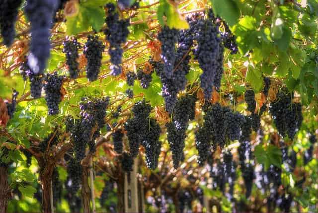 Amarone bortúra és borkóstoló Velencéből, Padovából vagy Veronából