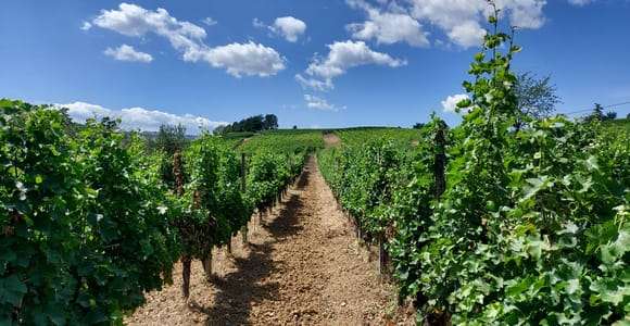 Castell'Arquato : visite du vignoble et dégustation de vins des Colli Piacentini