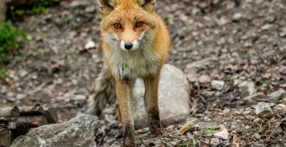 Introd: Inträdesbiljett till Parc Animalier