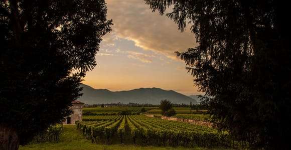 Von Bergamo aus: Weinkeller Tour in Franciacorta mit Mittagessen
