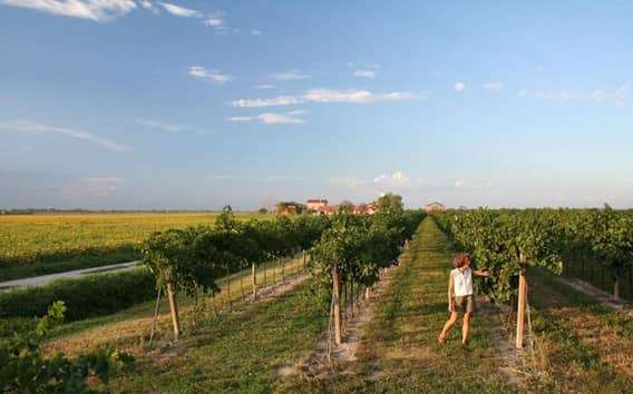 Near Caorle Lagoon: Wine Tour in a Place Hemingway Described