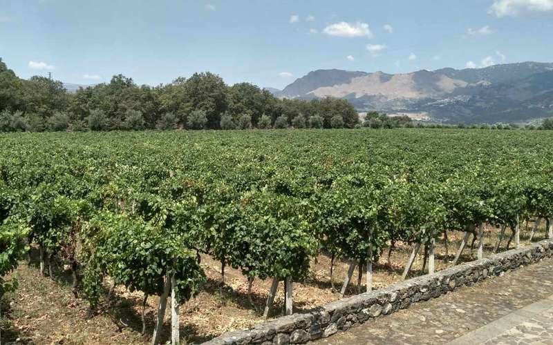 Etna: borkóstoló és gasztrotúra