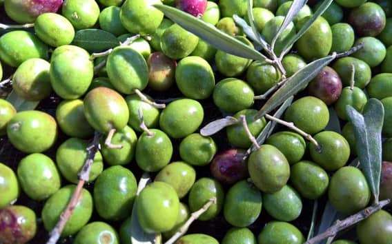 Olivenöl-Verkostung in Assisi: Bio-Hain, Weine, Zertifikat