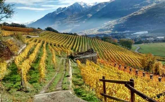 Visita e degustação de vinhos na adega Grosjean, em Aosta