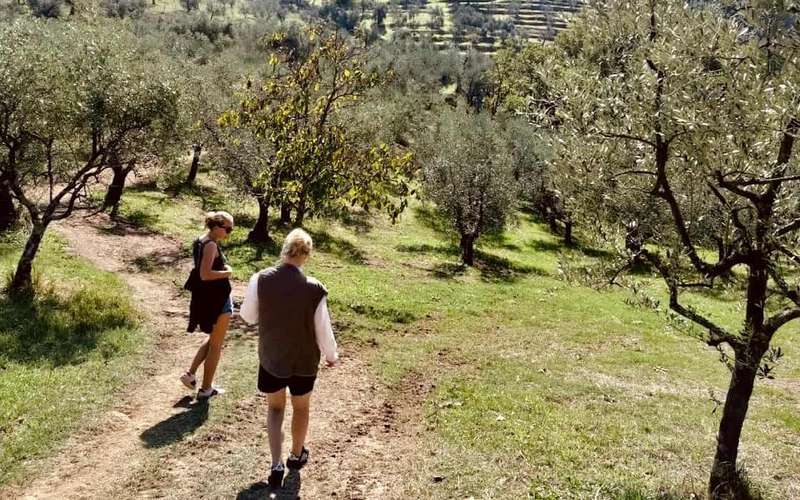 Olajfaligeti túra és olajkóstolás a Podere Cavozzoli birtokon