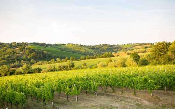 Visita a una bodega ecológica en Rímini con vinos naturales