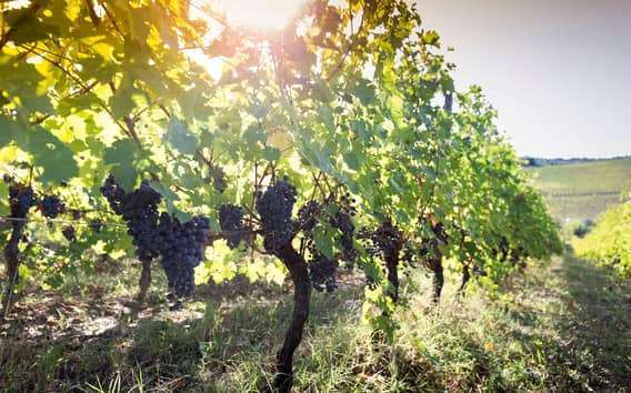 Cata de vinos ecológicos en Rímini y paseo por viñedos