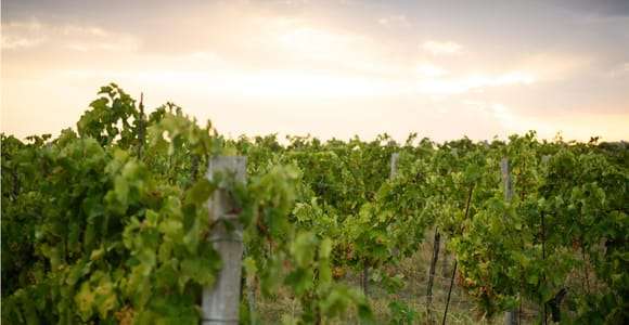 Bertinoro : Expérience de dégustation authentique des vins de Romagne
