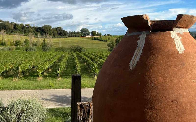 Tenuta La Viola borkóstoló: szőlőültetvények Bertinoróban