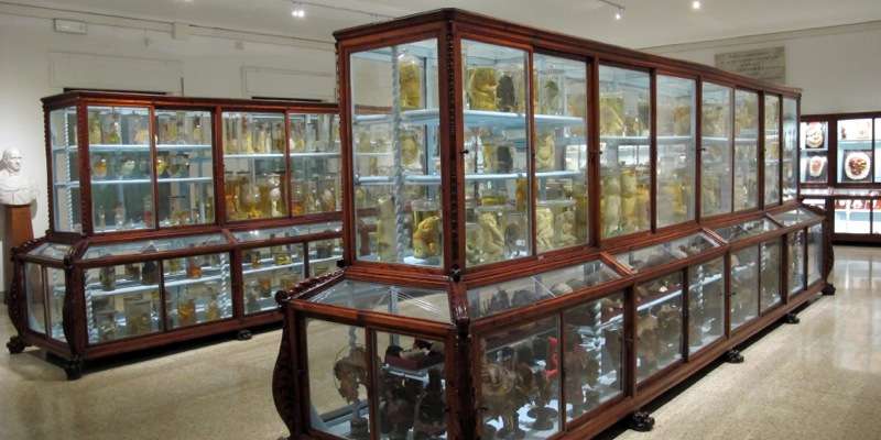 Naturkundemuseum