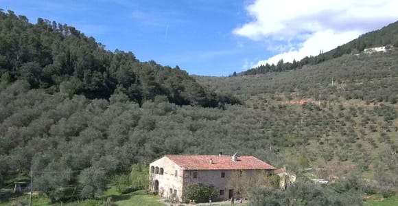 Visita a una almazara con degustación de aceite y comida cerca de Pisa