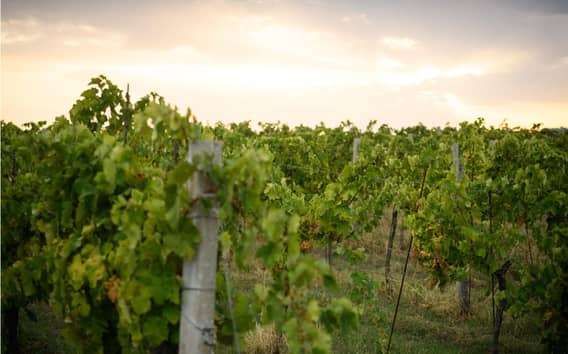 Wijnproeverij in Bertinoro bij Tenuta Coromano, Romagna