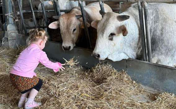 Prohlídka farmy ve Foiano della Chiana: Chianina a Cinta Senese