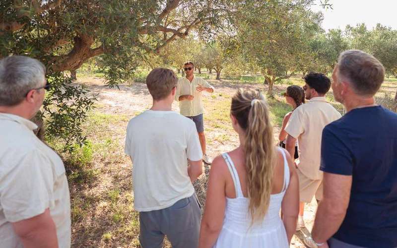 Balestrate: Olive Grove Tour with Wines & Olive Oil Tasting