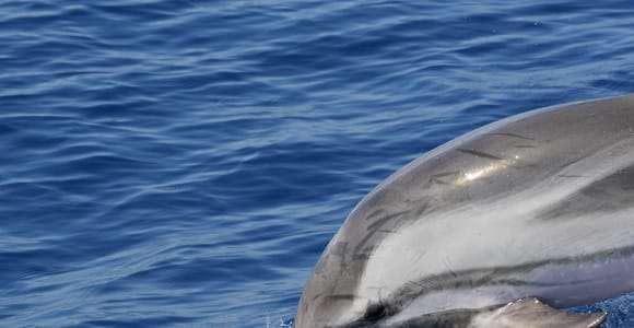 Savona : Croisière avec guide dans le Sanctuaire des Pélagos