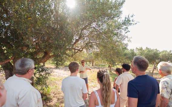 Balestrate: Visita ao olival com degustação de vinhos e azeite de oliva