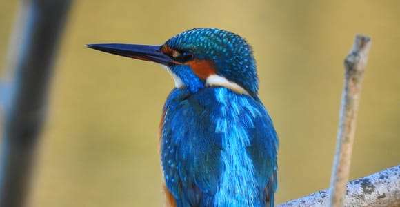 Ravenne : visite entre nature et observation des oiseaux avec transfert