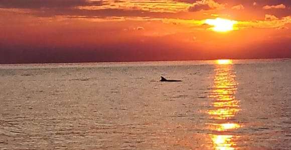 Umag : Observation des dauphins et tour panoramique au coucher du soleil
