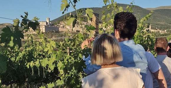 Assise : Dégustation de vins, accords gastronomiques, promenade dans les vignobles