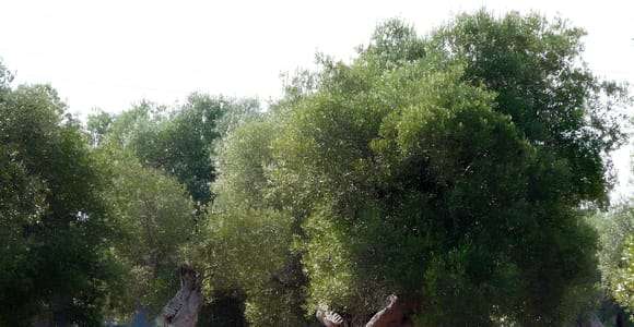 Apulia: Experiencia de cata de aceite de oliva con paseo por los olivares