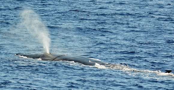Savona: tour guiado de avistamiento de cetáceos en el santuario de Pelagos