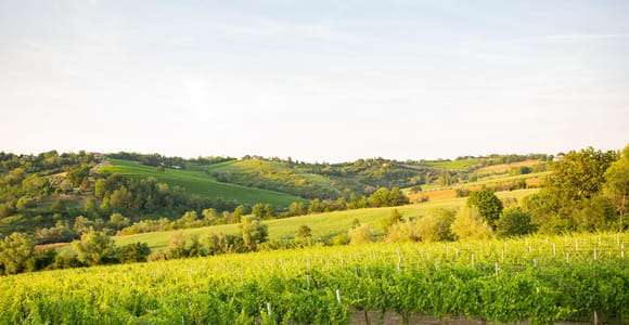 Rimini: Organic Winery Tour with Wine Tasting