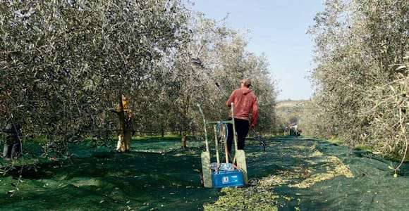 Dégustation d'huile d'olive avec promenade facultative dans une oliveraie près de Rimini