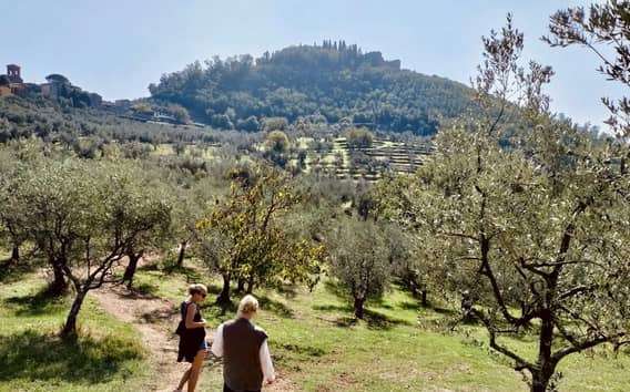 Visita a un olivar con cata de aceite en Montecatini