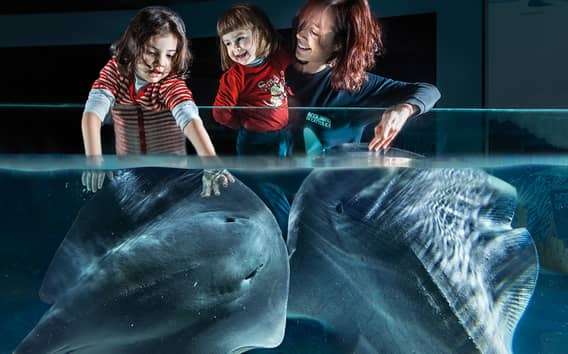 Entrada al Acuario de Cattolica: tiburones y pingüinos