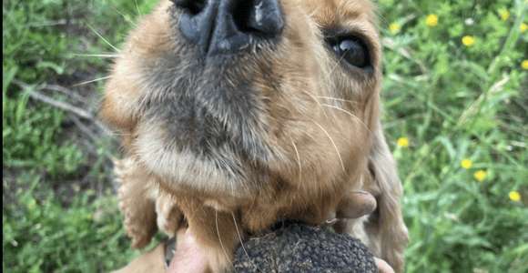MOLISE TRUFFLE HUNTING WITH FOOD TASTING