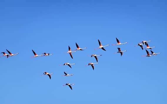 Vogelbeobachtung in den Valli di Comacchio bis Sonnenuntergang
