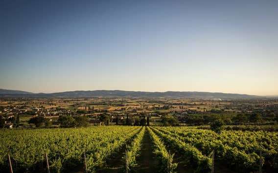 Bio-Weinkeller in Assisi: Rundgang und fünf Weine