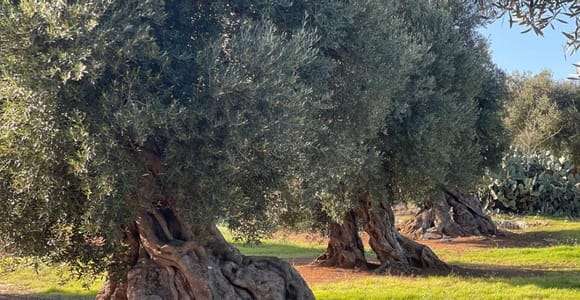 Ostuni: tour sobre el aceite de oliva con degustación y visita a un molino