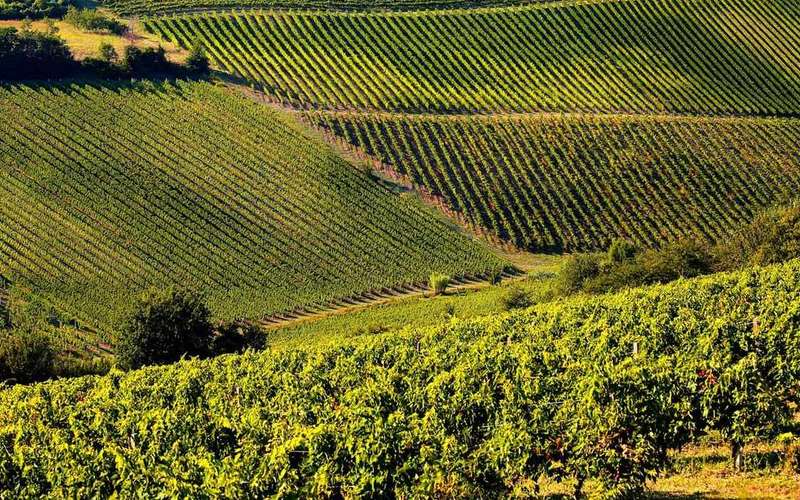 From Pisa or Lucca: Half-Day Tuscany Chianti Wine Tasting