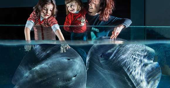 Biglietto d'ingresso per l'acquario di Cattolica