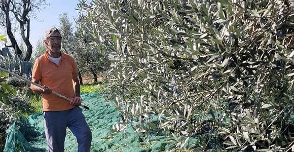 Arezzo: Geführte sensorische Verkostung von zertifiziertem Bio-Olivenöl extra vergine
